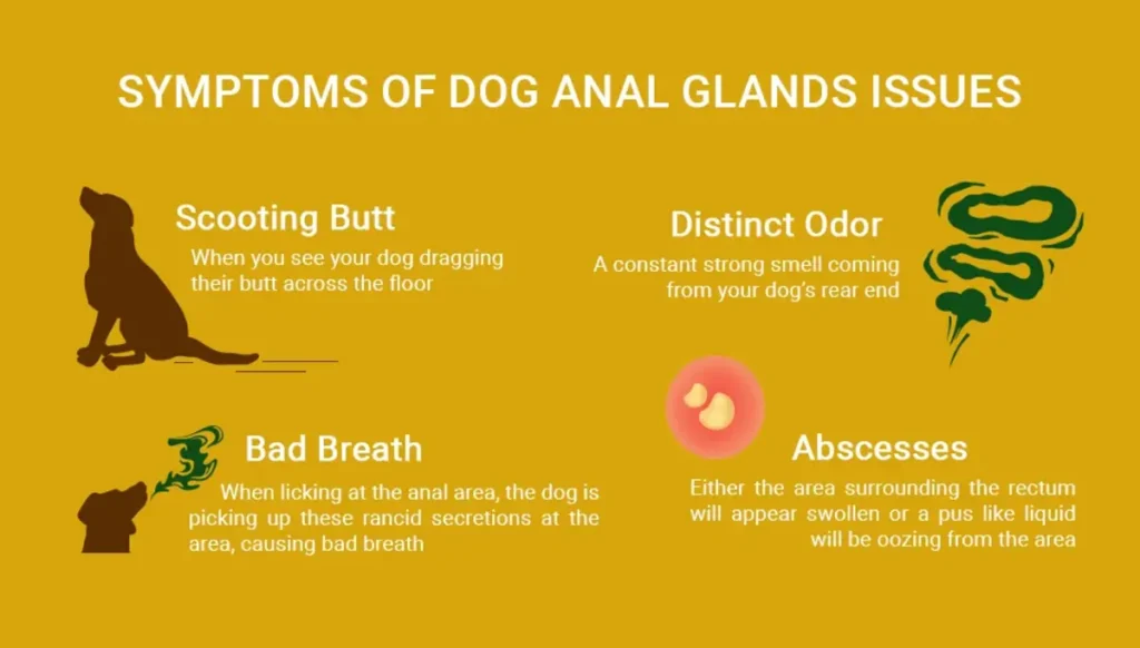 Anal Gland Issues