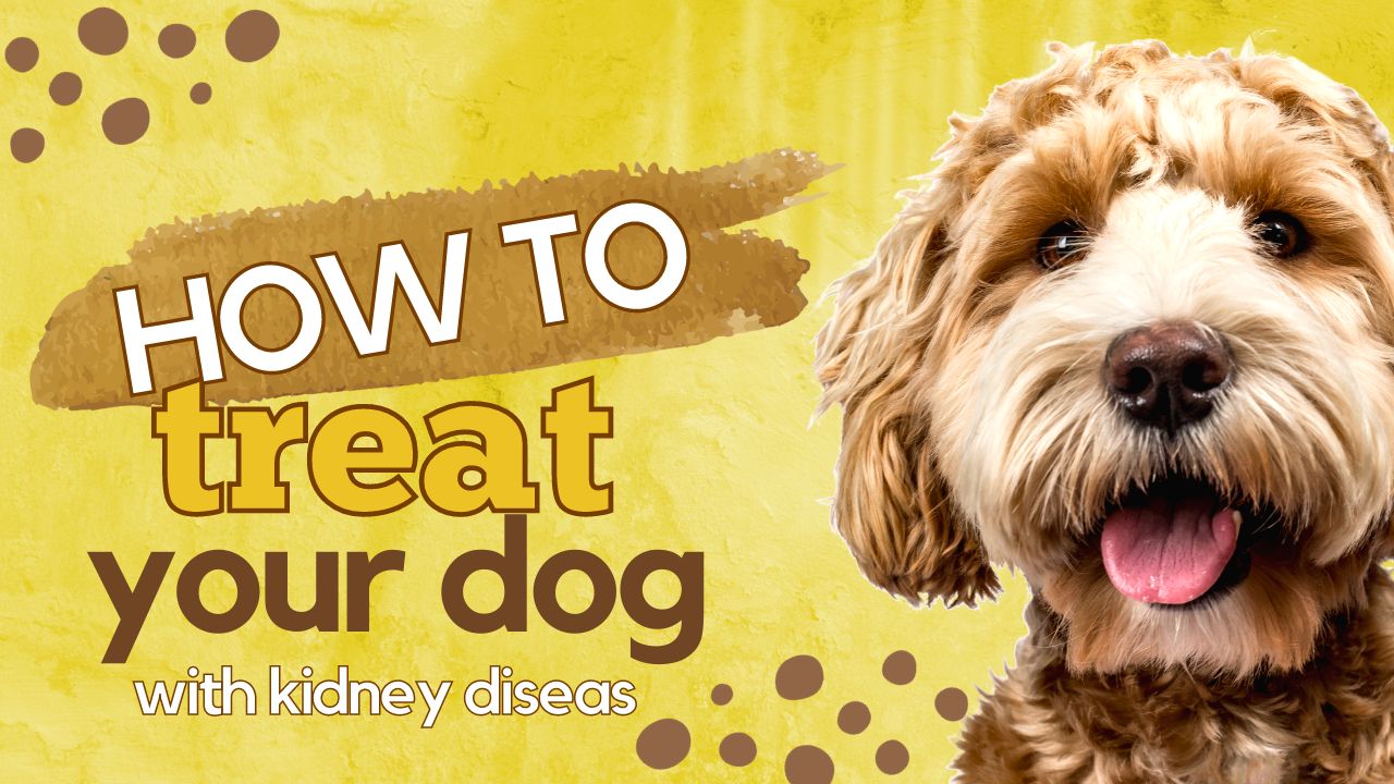 How to treat your dogs with kidney disease