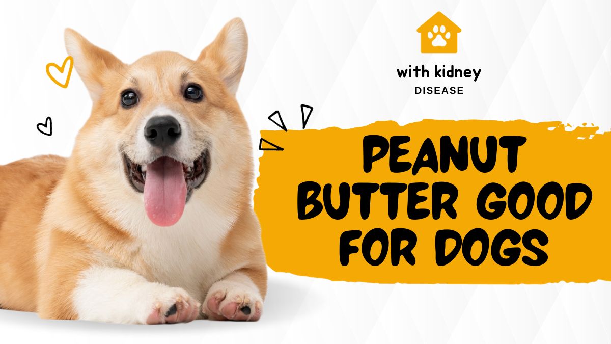 Is peanut butter good for dogs with kidney disease