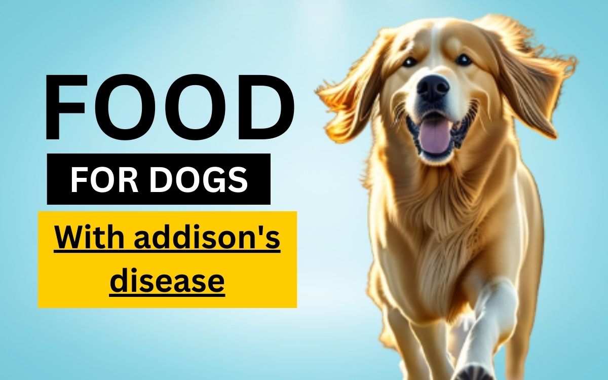 What is best food for dogs with addison's disease