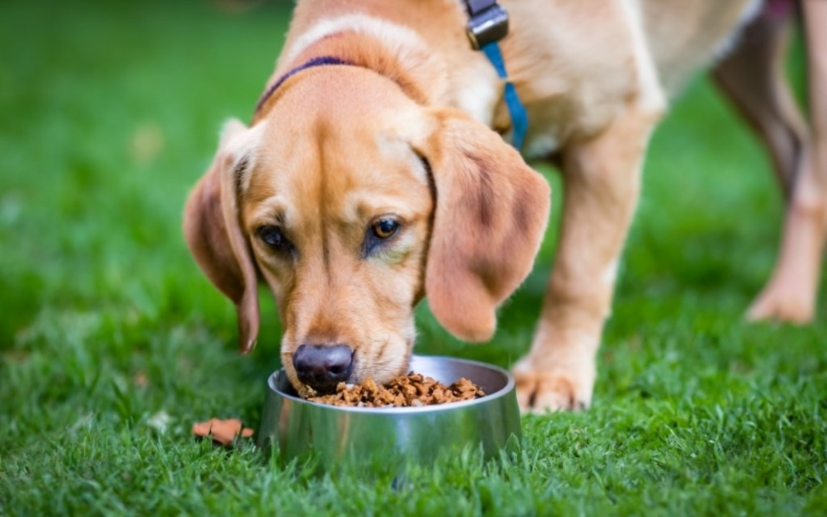 Nutritional Needs for Dogs