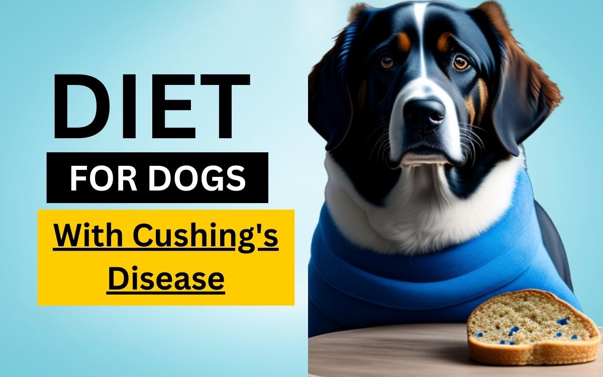 What to feed dogs with Cushing's disease