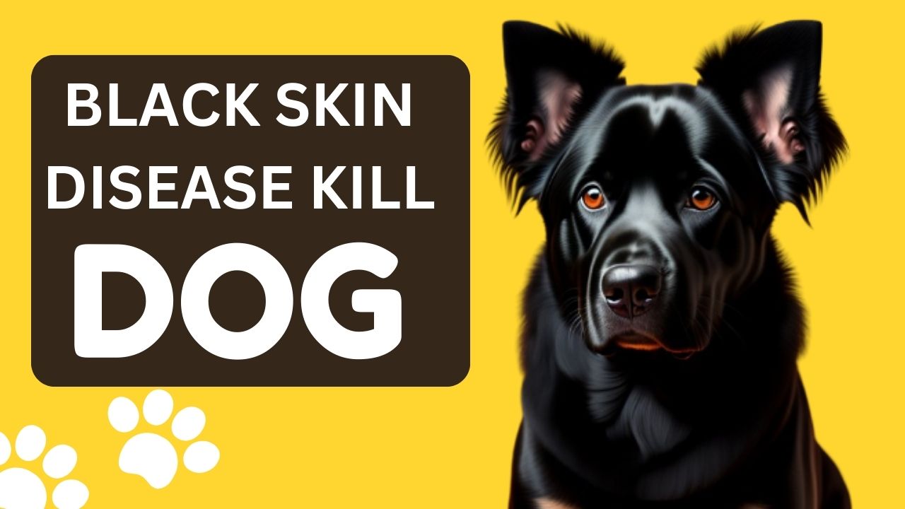 Can black skin disease kill a dog
