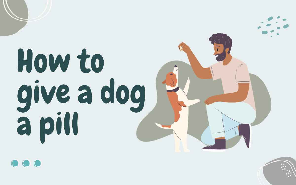 How to give a dog a pill