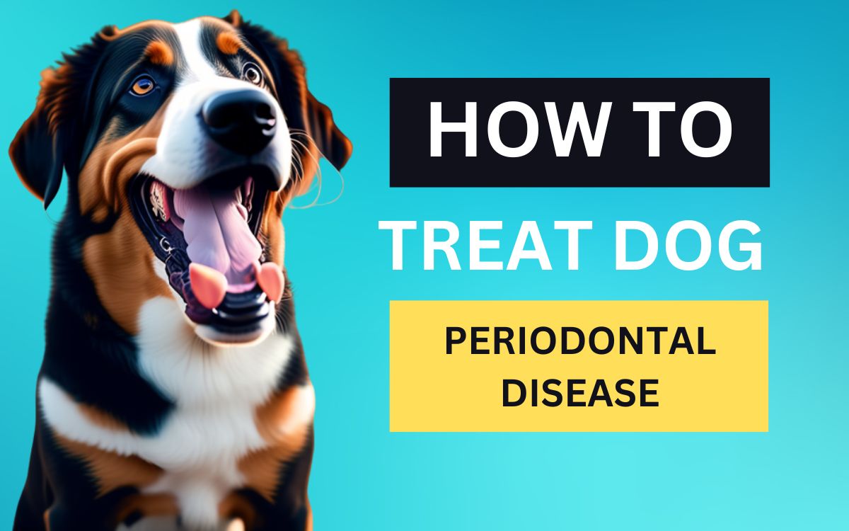 How to treat dog periodontal disease at home
