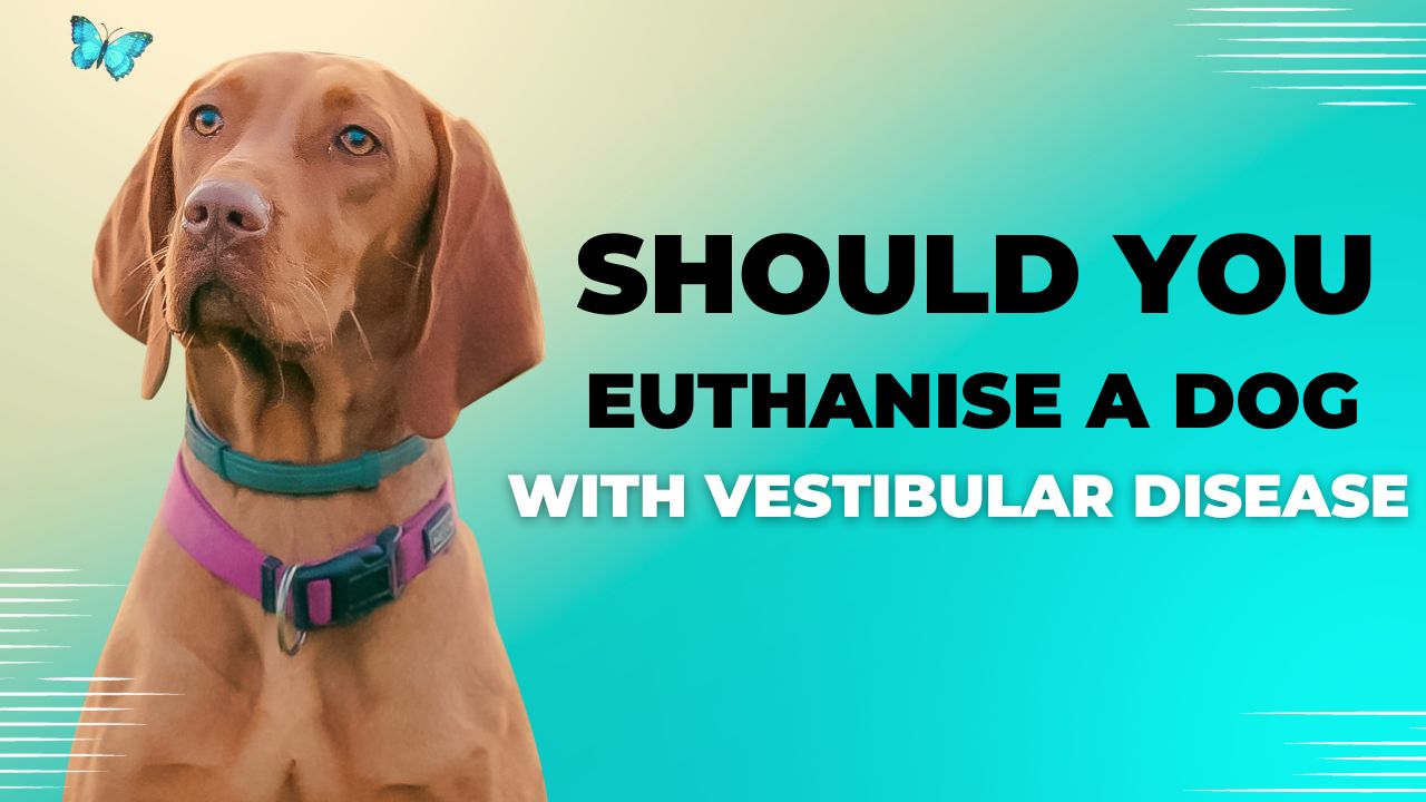 Should you put a dog down with vestibular disease