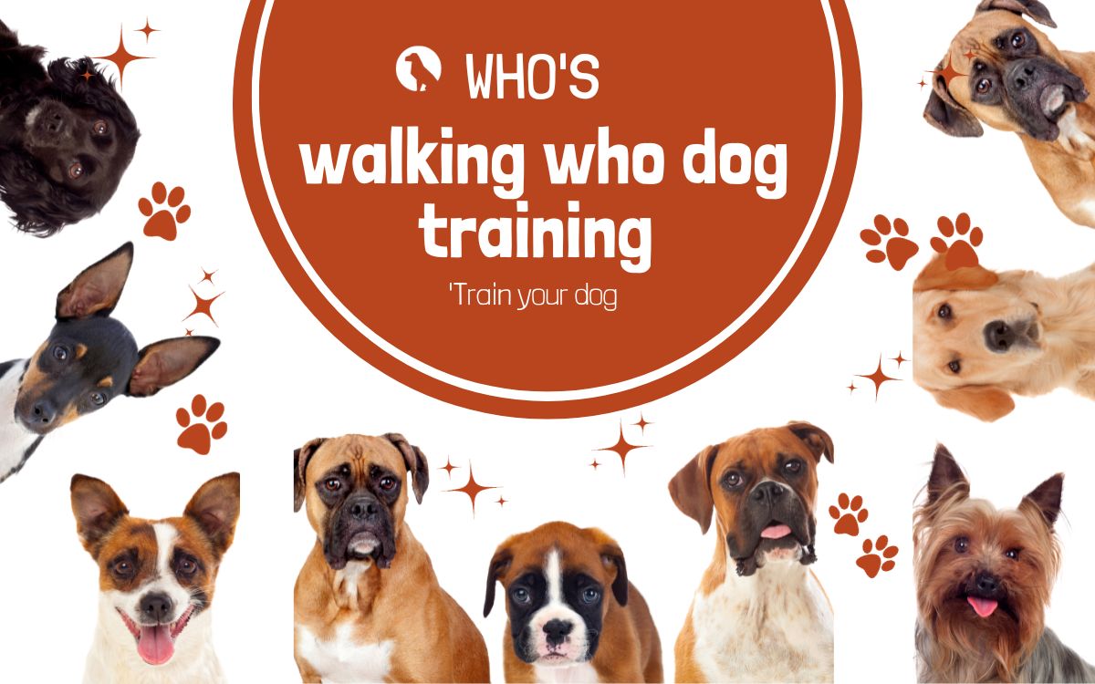 Who's walking who dog training
