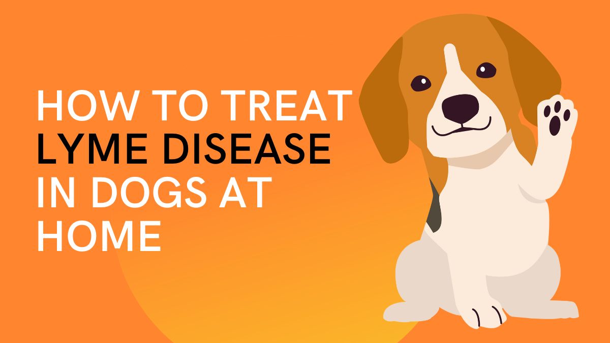how to treat Lyme disease in dogs at home