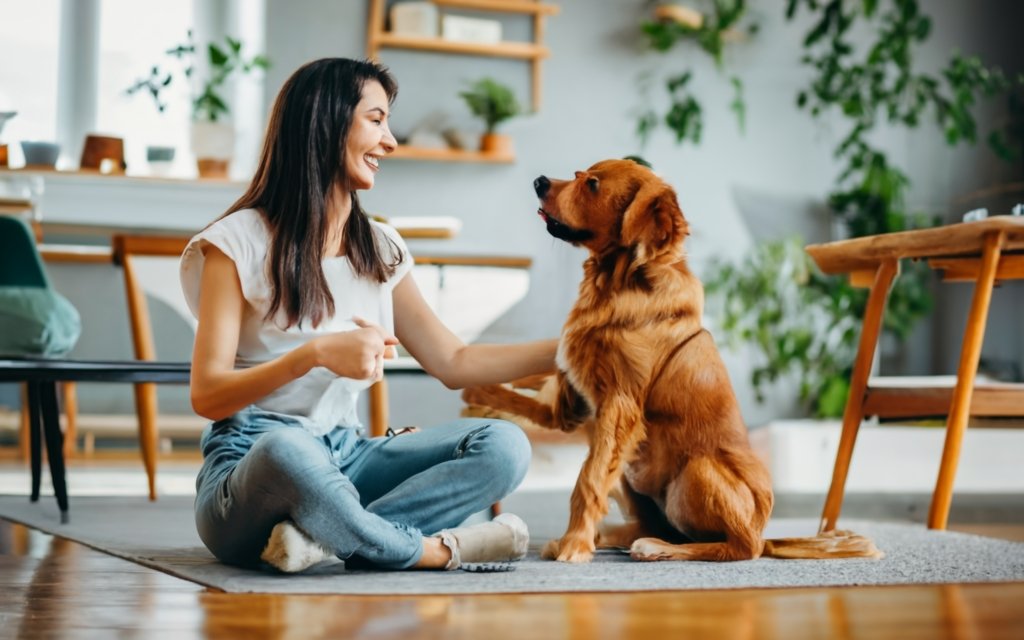 Dog training at home 