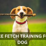 What is force fetch training for a dog